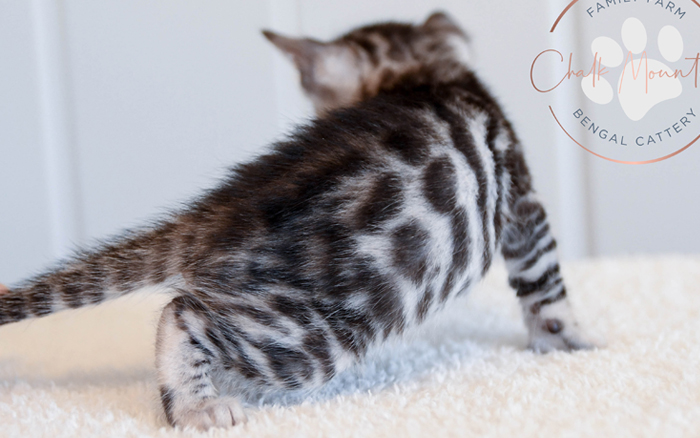 Bengal kitten for sale